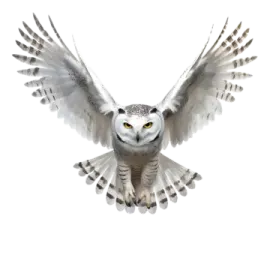 an owl flying with its wings open