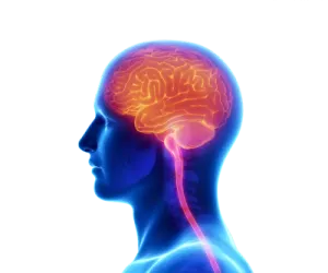 a man's head with the brain highlighted in red