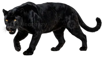 a black panther walking on a white background