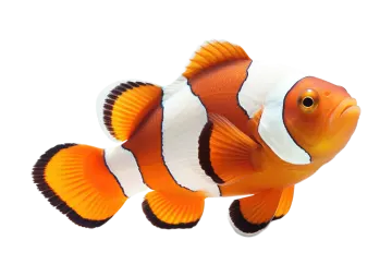 an orange clown fish on a white background