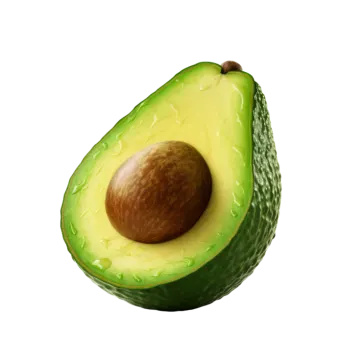 an avoca on a white background