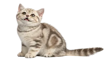 a small kitten looking up at the camera