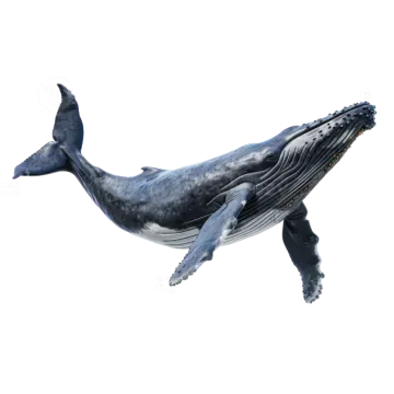 a blue whale swimming in the ocean