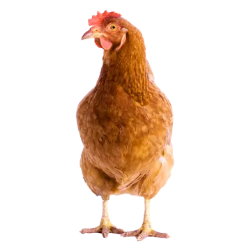 a brown chicken standing up against a white background