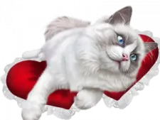 a white cat laying on top of a red pillow