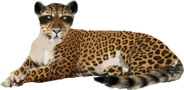 a large leopard laying down on the ground