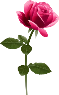 a pink rose on a white background