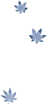blue maple leaves on a white background