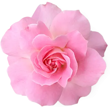 a pink rose on a white background