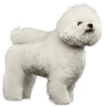 a small white dog standing in front of a white background