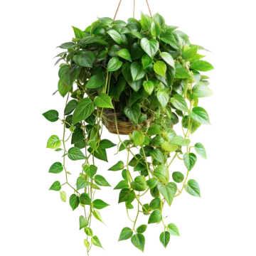 a green plant hanging on a white background
