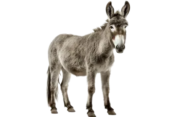 a donkey standing in front of a white background