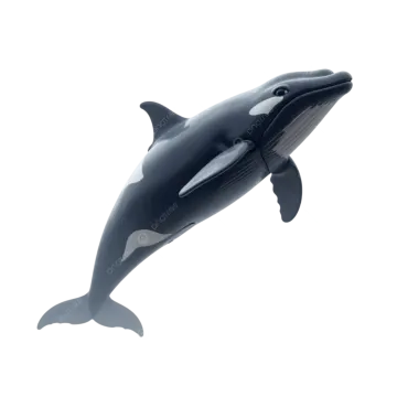 a black and white killer whale on a white background