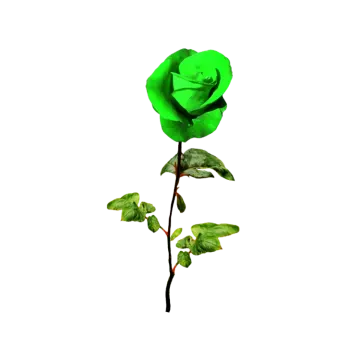 a single green rose on a white background