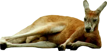 a kangaroo laying down on the ground