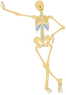 a skeleton is shown in this image
