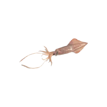 an image of a squid on a white background