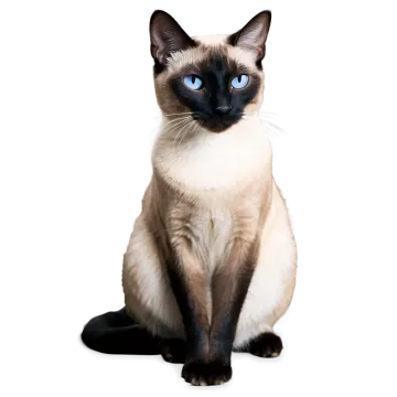 a cat with blue eyes sitting on a white surface