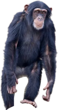 a small monkey standing on its hinds