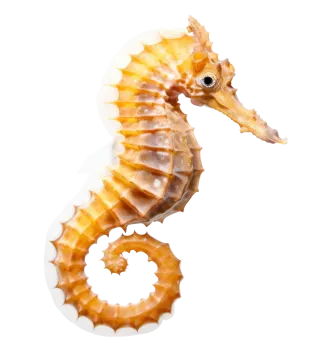 a close up of a seahorse on a white background
