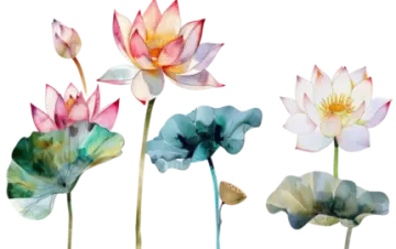 four watercolor lotus flowers