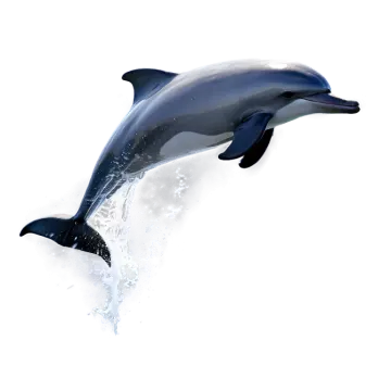 a dolphin jumping out of the water