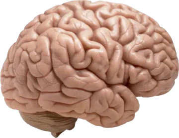 an image of a human brain