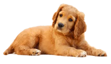 a small dog laying down on the floor