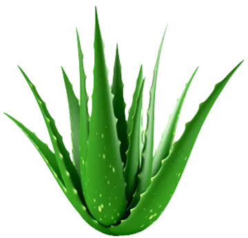 a green plant on a white background