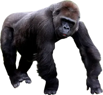 a gorilla standing on one leg