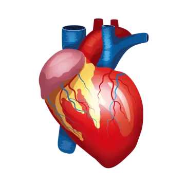 an illustration of the human heart