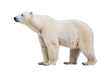 a polar bear standing in front of a white background