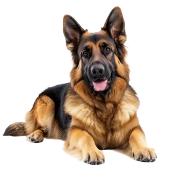 a large brown and black dog laying down