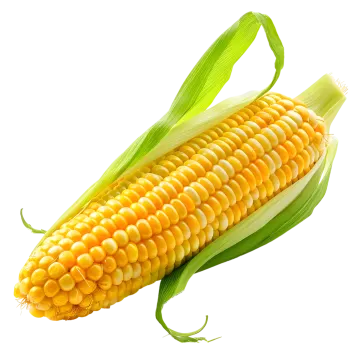 an ear of corn on a white background