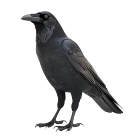 a black bird sitting on top of a white surface