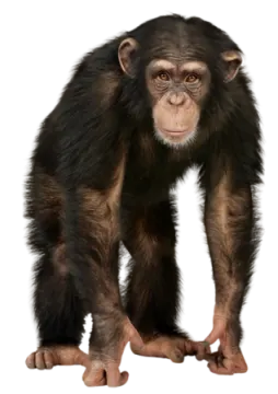 a monkey standing on its hinds