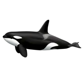 a black and white orca in the air