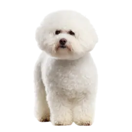 a small white dog sitting on a white surface