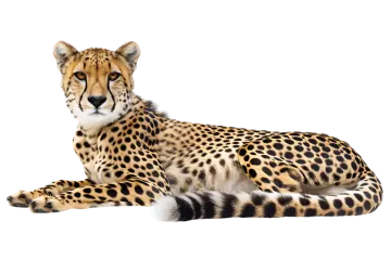 a che spotted che hypostecus cheensis in front of a white background
