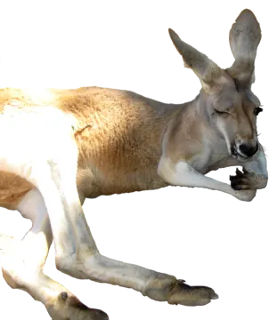 a kangaroo laying on the ground