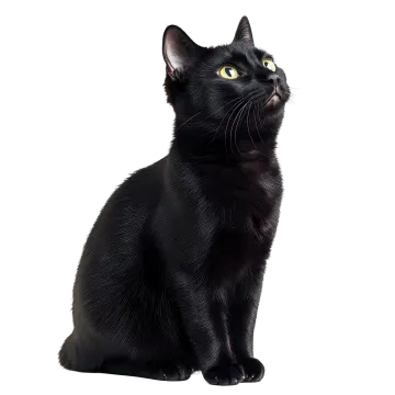 a black cat sitting on a white surface