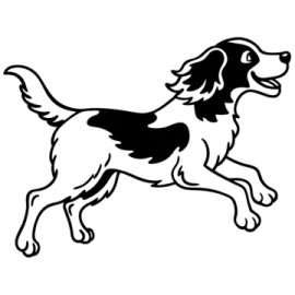 a black and white dog running on a white background