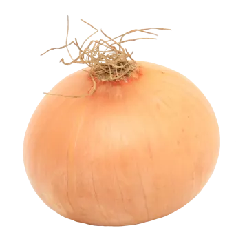 an onion on a white background