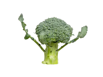 a close up of a piece of broccote