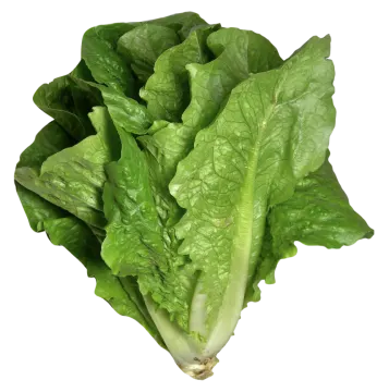 a bunch of leta leaves on a white background