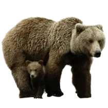 a mother bear and her two cubs