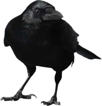 a black bird is standing on the ground