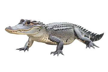an alligator on a white background