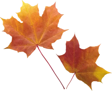 two red and yellow maple leaves