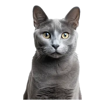 a gray cat looking up at the camera